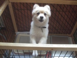 沼津東間門　ワンちゃん