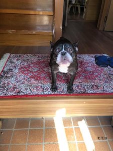 階段噛んでしまった・・・