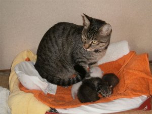 長泉町のお客様　　ネコ