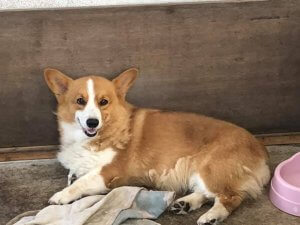 おっ！吠えない・・・吠えそう。