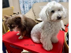 ライチ＆バニラ