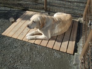 小山町現場　番犬になってました。