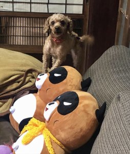 リボン吠える♪