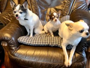 ３匹揃いました♪