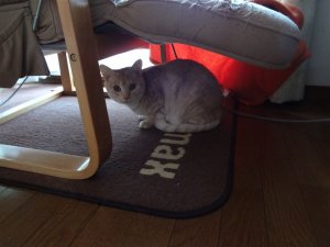 今日もなかなか人前には来ません。