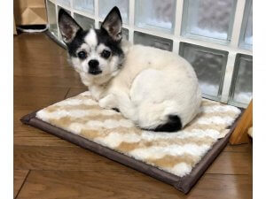 まったりしている。