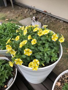 うちで咲いたカリブラコア（レモンスライス）