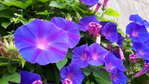 朝顔が・・・季節ですね♪