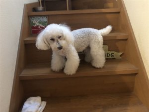 ここに降ろすと動けません。