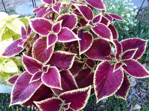 散歩していたら・・・