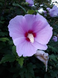 木槿（ムクゲ）見ました！