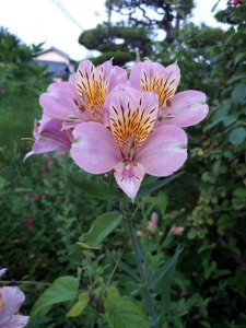 これキレイな花。調べてみました・・・