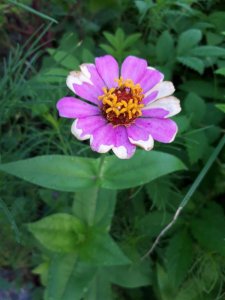 百日草かな・・・