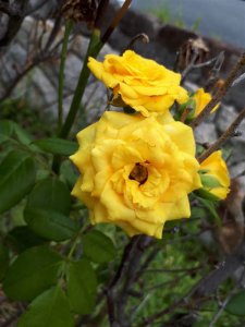 黄色いバラが咲いてました！