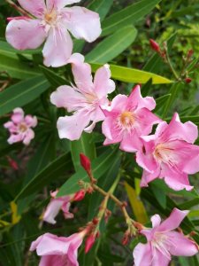 キョウチクトウかな？