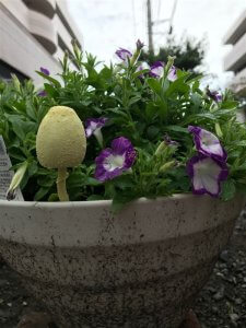 何でこんなところにキノコが・・・