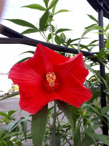 タイタンビカス　1