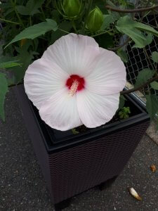 タイタンビカス　　2