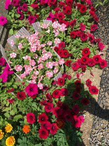 庭のいろんな花♪