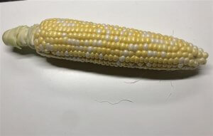 甘くて美味しいです！フルーツ　トウモロコシ