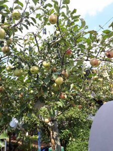 リンゴですね！