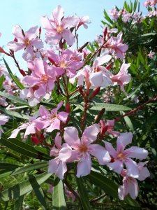 鮮やか！キョウチクトウ