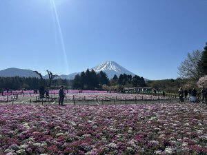 富士芝桜まつり③
