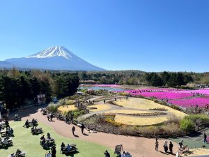 富士芝桜まつり②