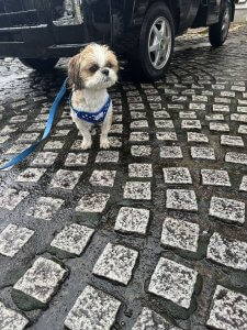 現場で商談する前に・・・迷い犬？