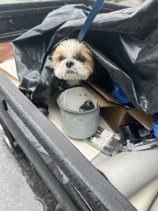 迷い犬 警察に連絡して・・・