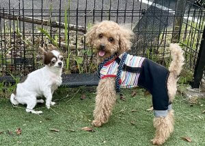 クゥとチャッピー