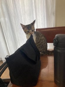 アサリ テーブル