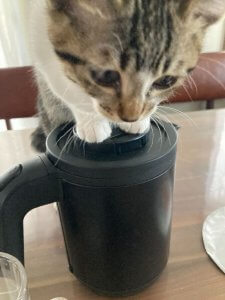 アサリ ポット上