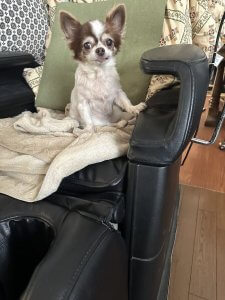 チャッピー マッサージ