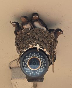 防犯カメラの上・・・