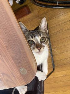 あさり 人見知りで可愛いです♪