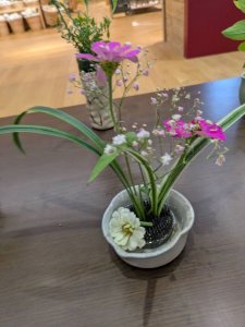 オオハルシャギク・カスミソウ