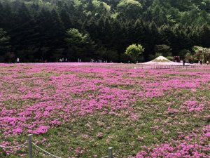 芝桜、見ごろは終わっておりました・・・