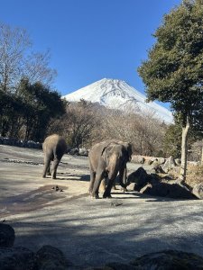 アジアゾウと富士山