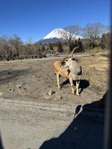 エランドと富士山