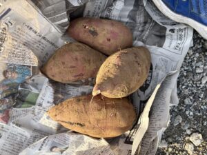 サツマイモをいただきました！