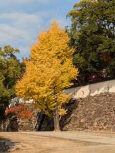 岡山城　紅葉